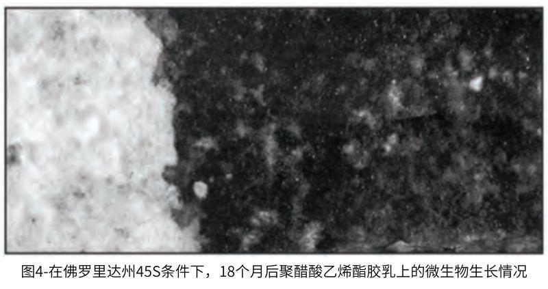 圖4在佛羅里達(dá)州45S條件下，18個(gè)月后聚醋酸乙烯酯膠乳上的微生物生長(zhǎng)情況