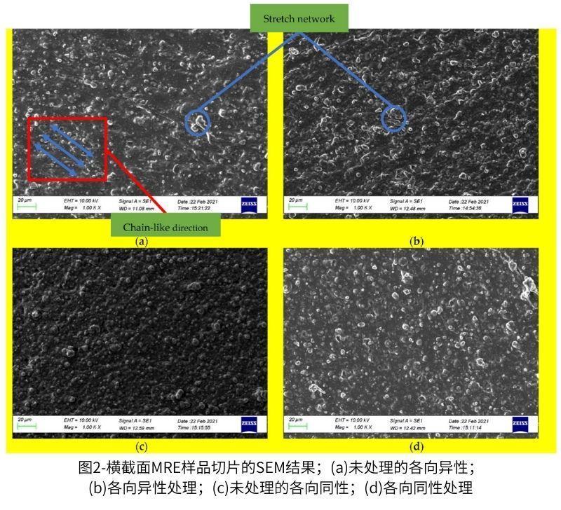 圖2-橫截面MRE樣品切片的SEM結(jié)果；(a)未處理的各向異性；(b)各向異性處理；(c)未處理的各向同性；(d)各向同性處理